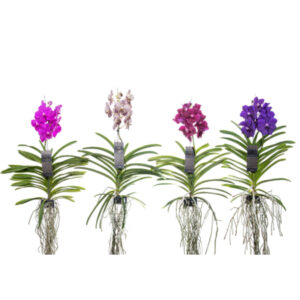 Vanda