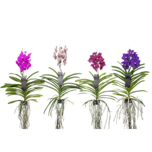 Vanda