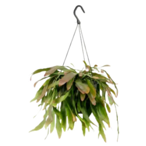Pseudorhipsalis ramulosa