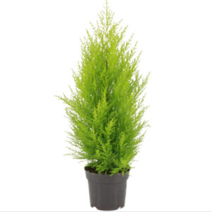 Cupressus Wilma