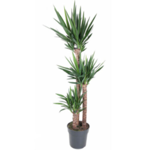 Yucca elegans